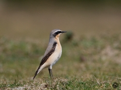 Wheatear photographed at Fort le Marchant on 27/3/2007. Photo: © Barry Wells
