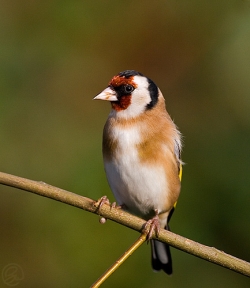 Goldfinch photographed at Les Caches on 26/11/2006. Photo: © Barry Wells