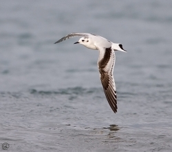 Little Gull photographed at Jaonneuse Bay on 6/1/2006. Photo: © Barry Wells