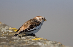 Snow Bunting photographed at Vazon Bay on 3/3/2007. Photo: © Barry Wells