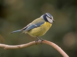 Blue Tit photographed at Les Caches on 3/4/2004. Photo: © Barry Wells