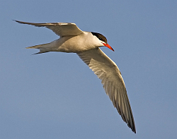 Common Tern photographed at Fish Quay, St Peter Port Harbour on 14/8/2008. Photo: © Barry Wells