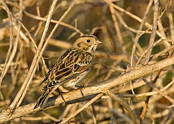 Lapland Bunting photographed at Pulias on 11/10/2008. Photo: © Barry Wells