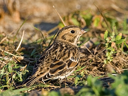 Lapland Bunting photographed at Pulias on 11/10/2008. Photo: © Barry Wells