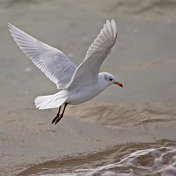 Mediterranean Gull photographed at Belle Greve Bay on 4/10/2008. Photo: © Barry Wells